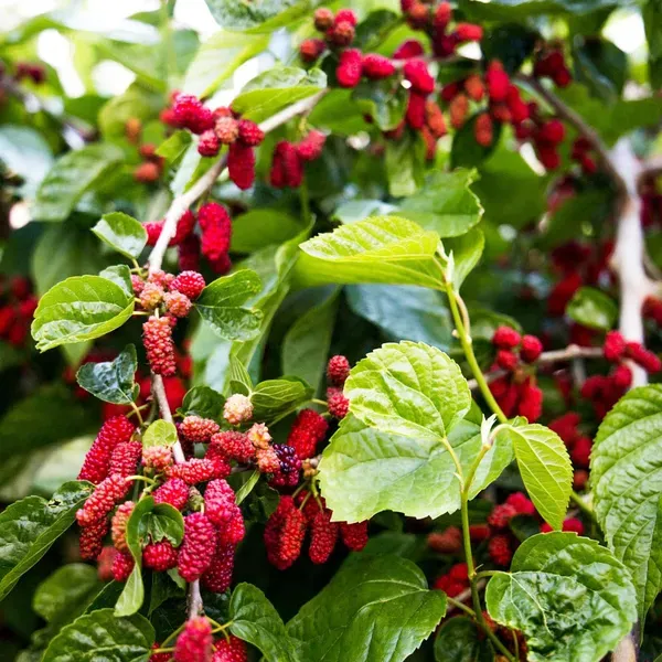 Mulberry_Shahtoot_All_Time_Fruit_Air_Layering_Grafted_Plants_Tree_1.5_-_3