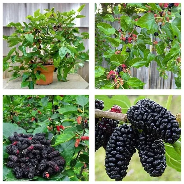 Mulberry_Shahtoot_All_Time_Fruit_Air_Layering_Grafted_Plants_Tree_1.5_-_3