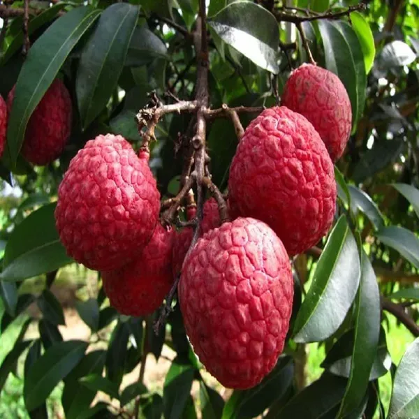 Bombai_Litchi_Lychee_Fruit_Air_Layering_Grafted_Plants_Tree1_-_2_Feet_Si