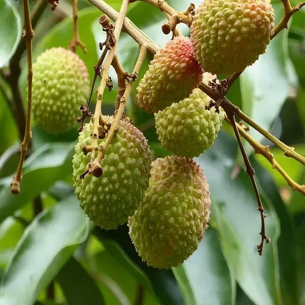 Bombai_Litchi_Lychee_Fruit_Air_Layering_Grafted_Plants_Tree1_-_2_Feet_Si
