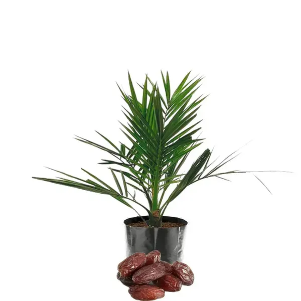 Amber_Anbara_Dates_Palm_Khurma_Khajoor_Arabian_Dwarf_Fruit_Plants_Tree_1