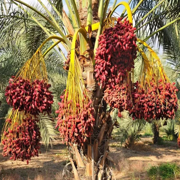 Amber_Anbara_Dates_Palm_Khurma_Khajoor_Arabian_Dwarf_Fruit_Plants_Tree_1