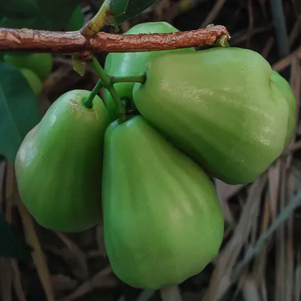 Thai_Green_All_Time_Wax_Apple_Water_Apple_Java_Apple_Fruit_Air_Layering