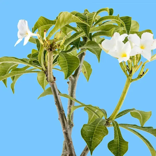 Nag_Chapa_Champa_Plumeria_Flower_Plants_Tree1_-_2_Feet