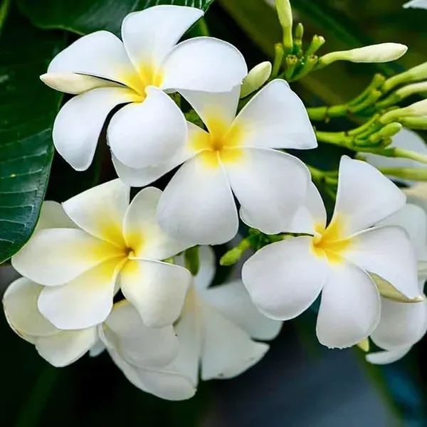 Nag_Chapa_Champa_Plumeria_Flower_Plants_Tree1_-_2_Feet