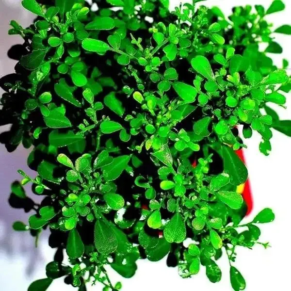 Table_Kamini_Satin_Wood_Kunti_Fragrant_Flower_Shrubs_Plants_Tree1_-_2_Feet