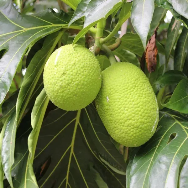 Bread_Fruit_Plants_Tree1.5_-_3_Feet