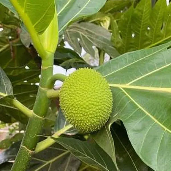 Bread_Fruit_Plants_Tree1.5_-_3_Feet