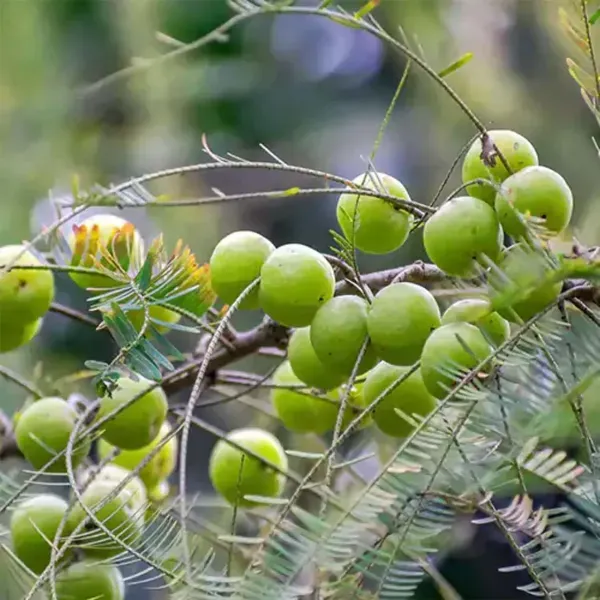 Green_Gooseberries_Amla_Amlaki_Fruit_Grafted_Plants_Tree1.5_-_3_Feet
