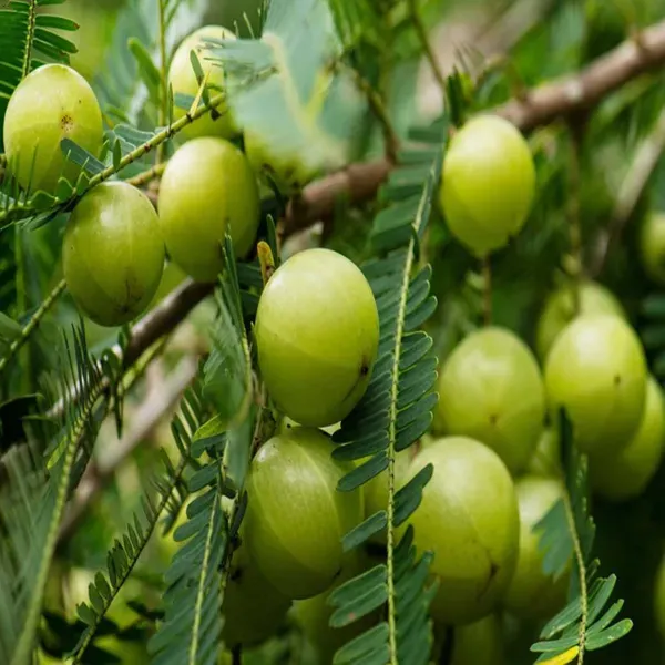 Green_Gooseberries_Amla_Amlaki_Fruit_Grafted_Plants_Tree1.5_-_3_Feet