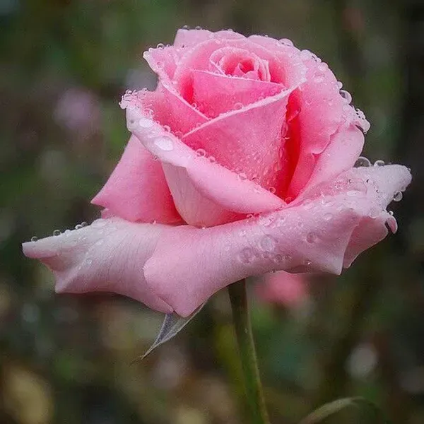 Salmon_Pink_Rose_Aromatic_Flower_Plant_1_-_2_Feet_Height
