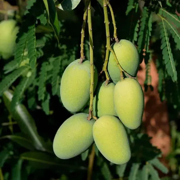 Dasheri_Mango_Grafted_Aam_Fruit_Plants_Tree1.5_-_3_Feet