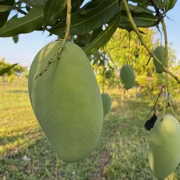 Dasheri_Mango_Grafted_Aam_Fruit_Plants_Tree1.5_-_3_Feet