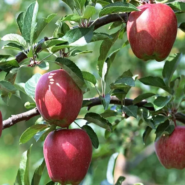 Red_Gala_Apple_Grafted_Seb_Fruit_Plants_Tree1.5_-_3_Feet
