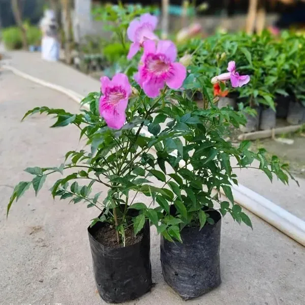 Purple_Colour_Tecoma_Climbers_Flower_Plants_Tree1_-_2_Feet