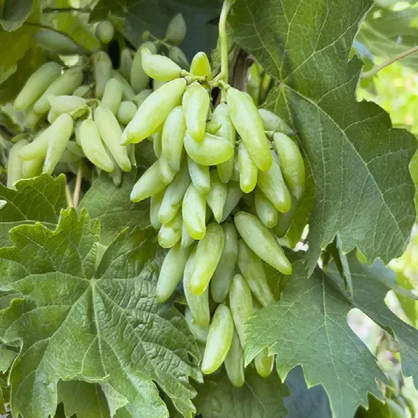 Green_Super_Sonaka_Seedless_Grapes_Angoor_Fruit_Air_Layering_Grafted_Plan