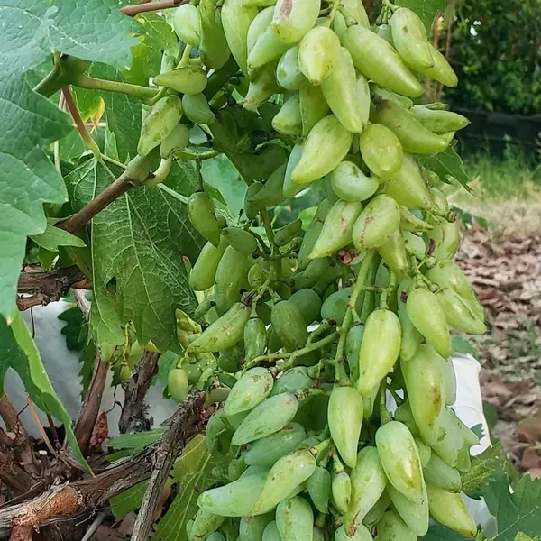 Green_Super_Sonaka_Seedless_Grapes_Angoor_Fruit_Air_Layering_Grafted_Plan