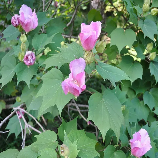 Single_Petal_All_Time_Cotton_Rose_Land_Lotus_Sthal_Poddo_Hibiscus_Mutabilis
