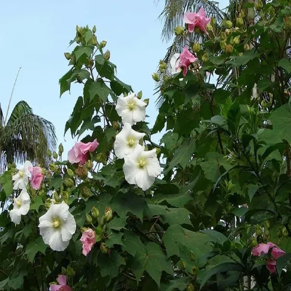 Single_Petal_All_Time_Cotton_Rose_Land_Lotus_Sthal_Poddo_Hibiscus_Mutabilis