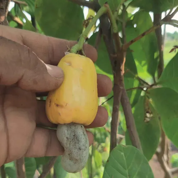 Vengurla_7_Cashew_Grafted_Nut_Kaju_Fruit_Plants_Tree1.5_-_3_Feet