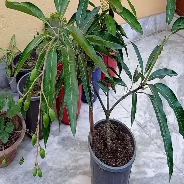 Vastra_All_Time_Mango_Grafted_Aam_Fruit_Plants_Tree1.5_-_3_Feet