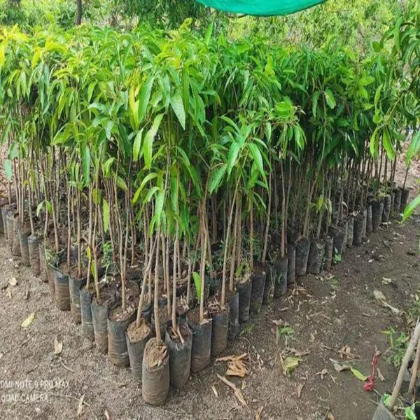 Vastra_All_Time_Mango_Grafted_Aam_Fruit_Plants_Tree1.5_-_3_Feet