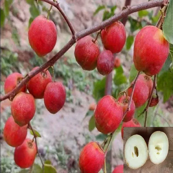 Seedless_Apple_Ber_Jujube_Kul_Grafted_Fruit_Plants_Tree1_-_2_Feet
