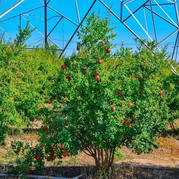 Gm2_Pomegranate_Fruit_Air_Layering_Grafted_Anar_Plants_Tree1.5_-_3_Feet