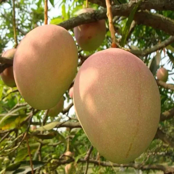 Goa_Mankurad_Mango_Grafted_Aam_Fruit_Plants_Tree1.5_-_3_Feet
