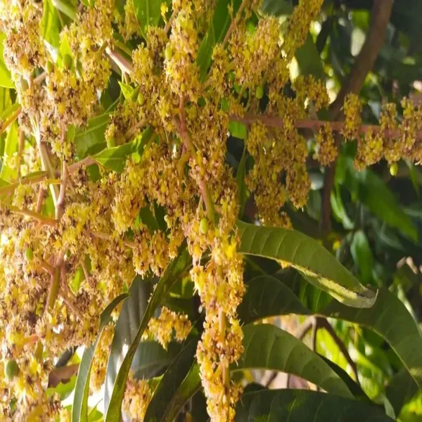 Goa_Mankurad_Mango_Grafted_Aam_Fruit_Plants_Tree1.5_-_3_Feet