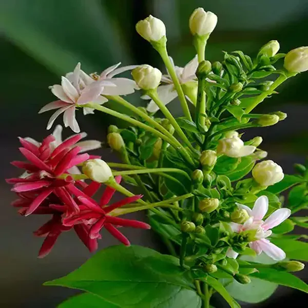 Rangoon_Creeper_Madhavi_Lata_Madhumalti_Flower_Climbers_Plants_Tree1_-_2_Feet