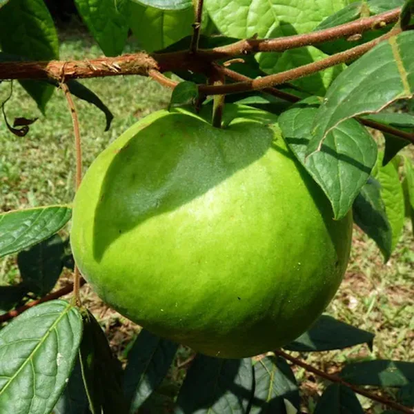 Araza_Boi_Fruit_Plants_Tree1.5_-_3_Feet
