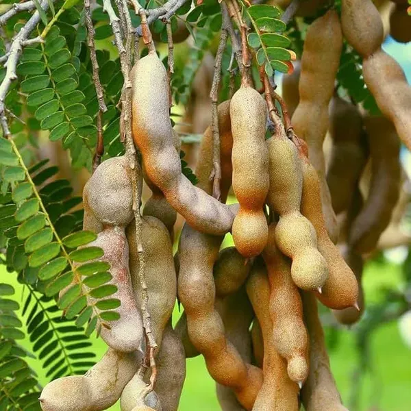 Thai_Sweet_Tamarind_Imli_Fruit_Grafted_Plants_Tree1.5_-_3_Feet