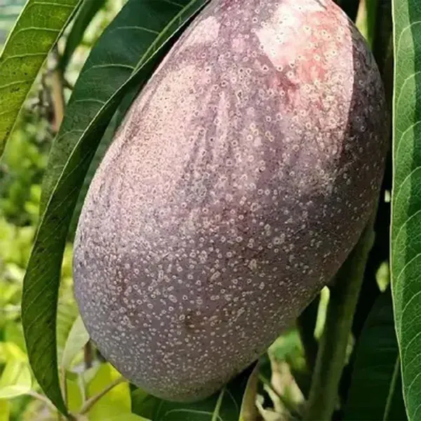 Bn_7_Mango_Grafted_Aam_Fruit_Plants_Tree1.5_-_3_Feet