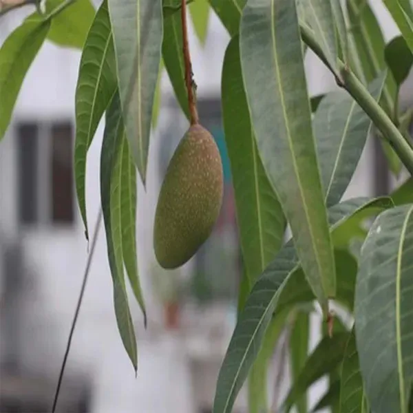 Bn_7_Mango_Grafted_Aam_Fruit_Plants_Tree1.5_-_3_Feet
