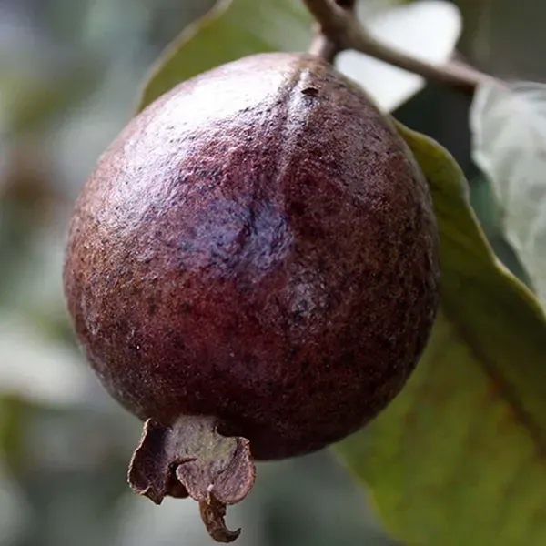 Red_Guava_Fruit_Air_Layering_Grafted_Plants_Tree1.5_-_3_Feet