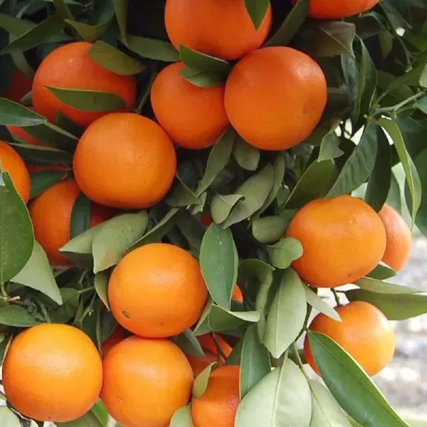 Kinnow_Orange_Grafted_Santra_Fruit_Plants_Tree1_-_2_Feet