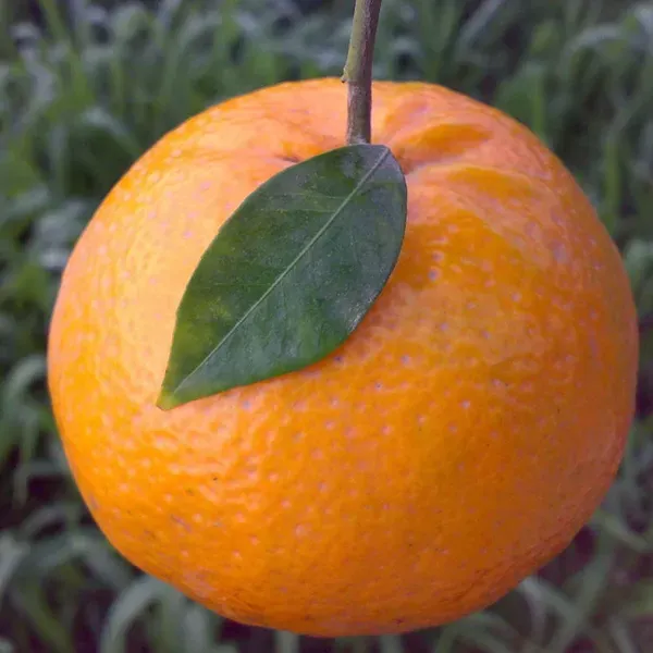 Kinnow_Orange_Grafted_Santra_Fruit_Plants_Tree1_-_2_Feet
