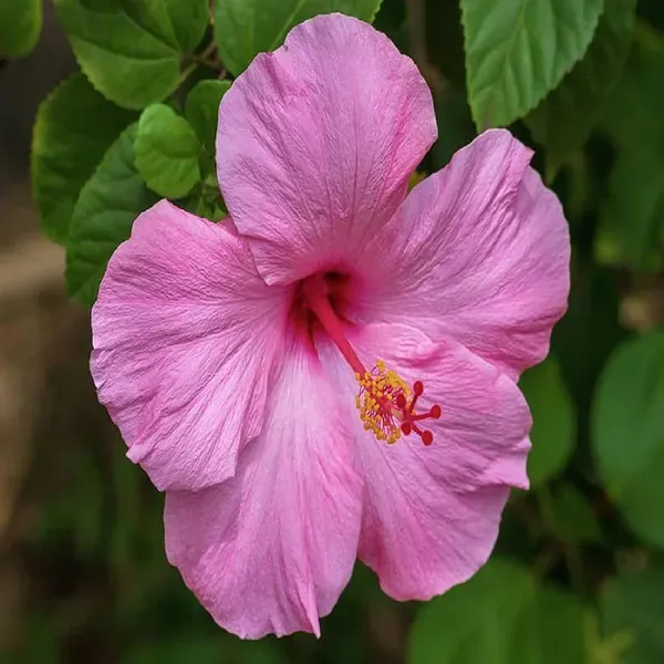 Pink_Colour_Hibiscus_Joba_Gudhal_Flower_Plants_Tree1_-_2_Feet