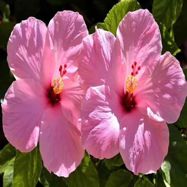 Pink_Colour_Hibiscus_Joba_Gudhal_Flower_Plants_Tree1_-_2_Feet
