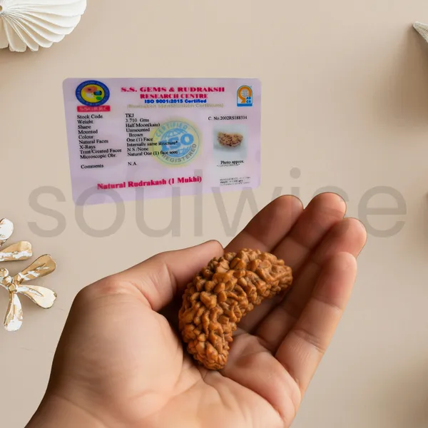 Natural_1_Mukhi_Rudraksha_Kaju_Shape_Ek_Mukhi_Rudraksha_For_Peace_Focus_Spiritual_Growth