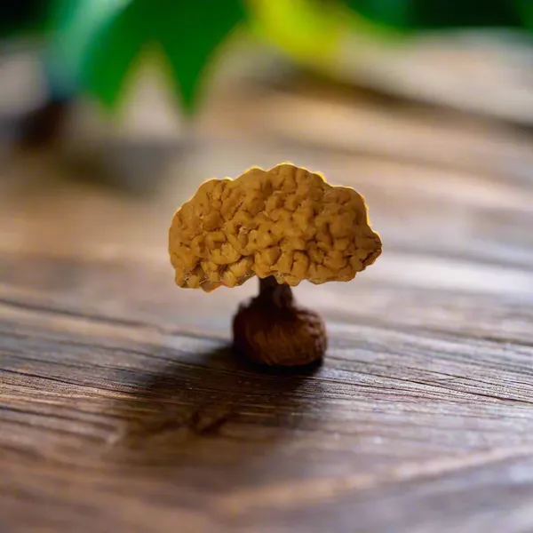 Natural_1_Mukhi_Rudraksha_Kaju_Shape_Ek_Mukhi_Rudraksha_For_Peace_Focus_Spiritual_Growth