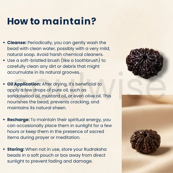 Certified_11_Mukhi_Rudraksha_Bead_Nepal_Origin_Lab_Tested_Energized_Eleven_Face_Rudraksha
