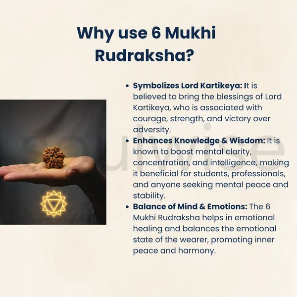 6_Mukhi_Nepali_Rudraksha_Bead_Certified_Authentic_Natural_Chhe_Mukhi_Rudraksha_For_Confidence_Strength_Emotional_Balance