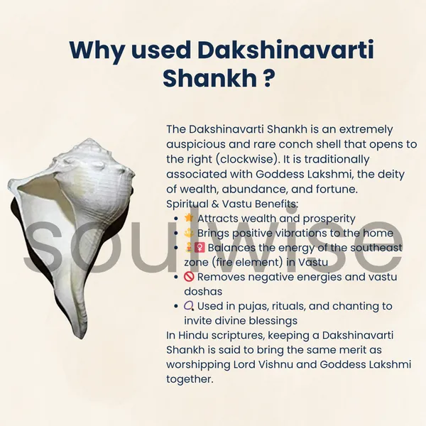 Dakshinavarti_Shankh_2_Inch_Right_Handed_Natural_Conch_Shell_For_Puja_Vastu_And_Lakshmi_Sadhana_Auspicious_Hindu_Spiritual_Item_For_Home_Temple_Wealth_Rituals