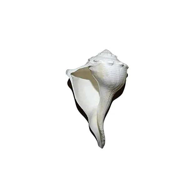 Dakshinavarti_Shankh_2_Inch_Right_Handed_Natural_Conch_Shell_For_Puja_Vastu_And_Lakshmi_Sadhana_Auspicious_Hindu_Spiritual_Item_For_Home_Temple_Wealth_Rituals