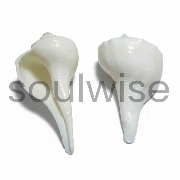 Dakshinavarti_Shankh_2_Inch_Right_Handed_Natural_Conch_Shell_For_Puja_Vastu_And_Lakshmi_Sadhana_Auspicious_Hindu_Spiritual_Item_For_Home_Temple_Wealth_Rituals