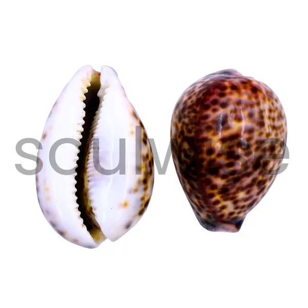 Tiger_Cowrie_Shell_Big_Size_Natural_Sea_Shell_For_Diwali_Vastu_Puja_Home_Decor_Original_Spotted_Cowrie_For_Lakshmi_Sadhana_Wealth_Rituals_Spiritual_Protection