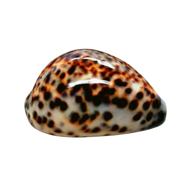 Tiger_Cowrie_Shell_Big_Size_Natural_Sea_Shell_For_Diwali_Vastu_Puja_Home_Decor_Original_Spotted_Cowrie_For_Lakshmi_Sadhana_Wealth_Rituals_Spiritual_Protection