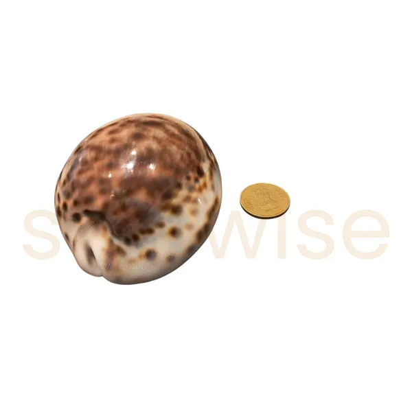 Tiger_Cowrie_Shell_Big_Size_Natural_Sea_Shell_For_Diwali_Vastu_Puja_Home_Decor_Original_Spotted_Cowrie_For_Lakshmi_Sadhana_Wealth_Rituals_Spiritual_Protection